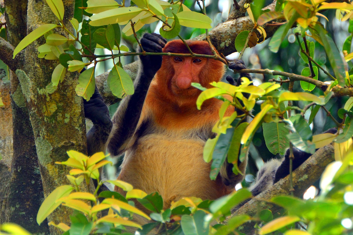 proboscis monkey malaysia