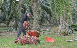 palm oil man working