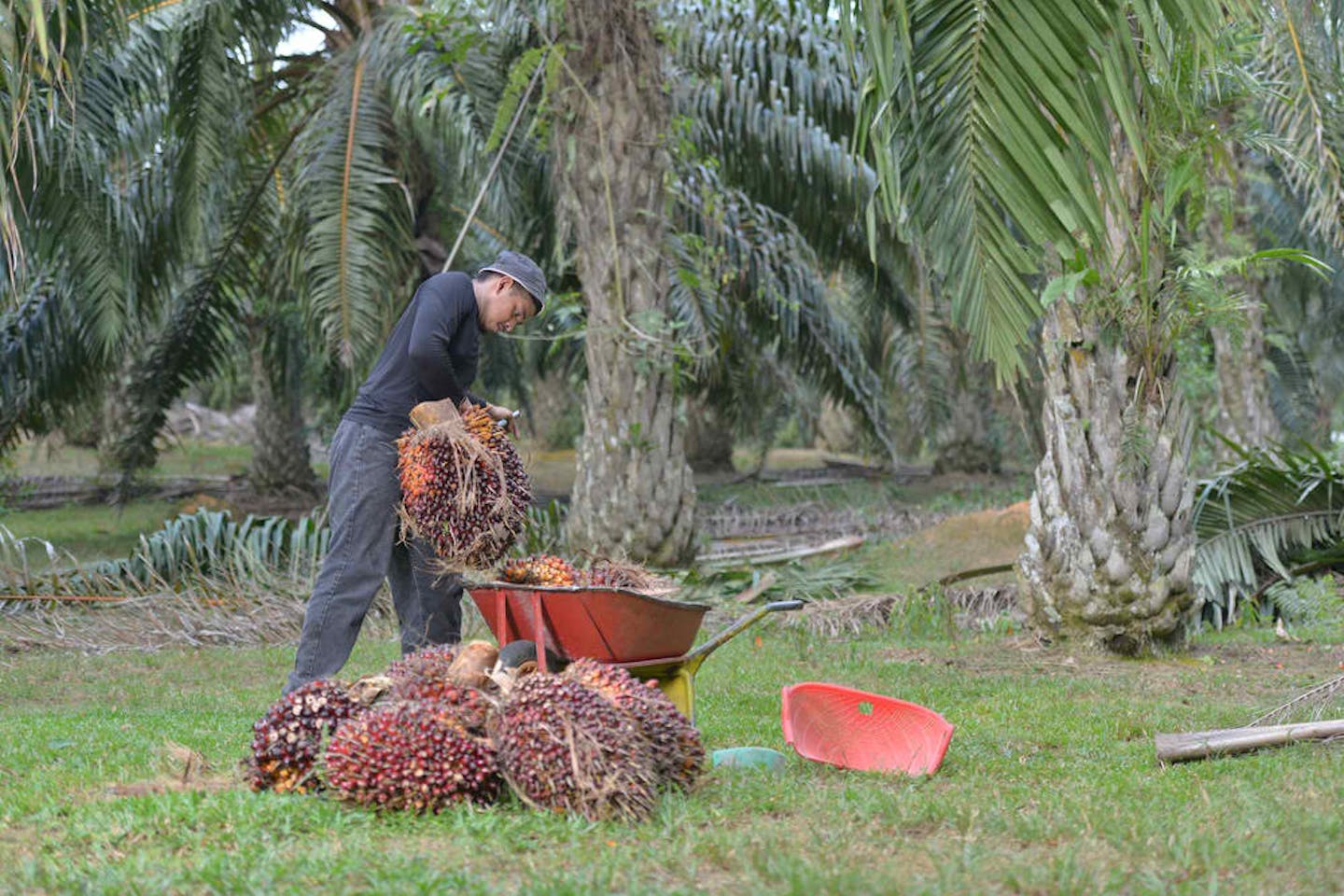 palm oil man working