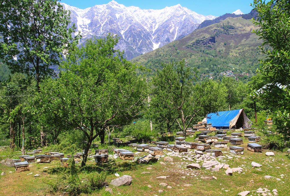 apple orchard manali