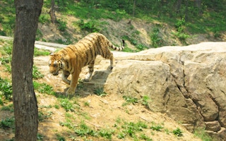 tiger captivity