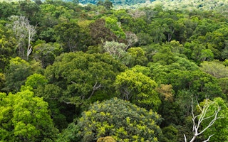 trees amazon forest