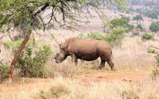 dehorned rhino south africa