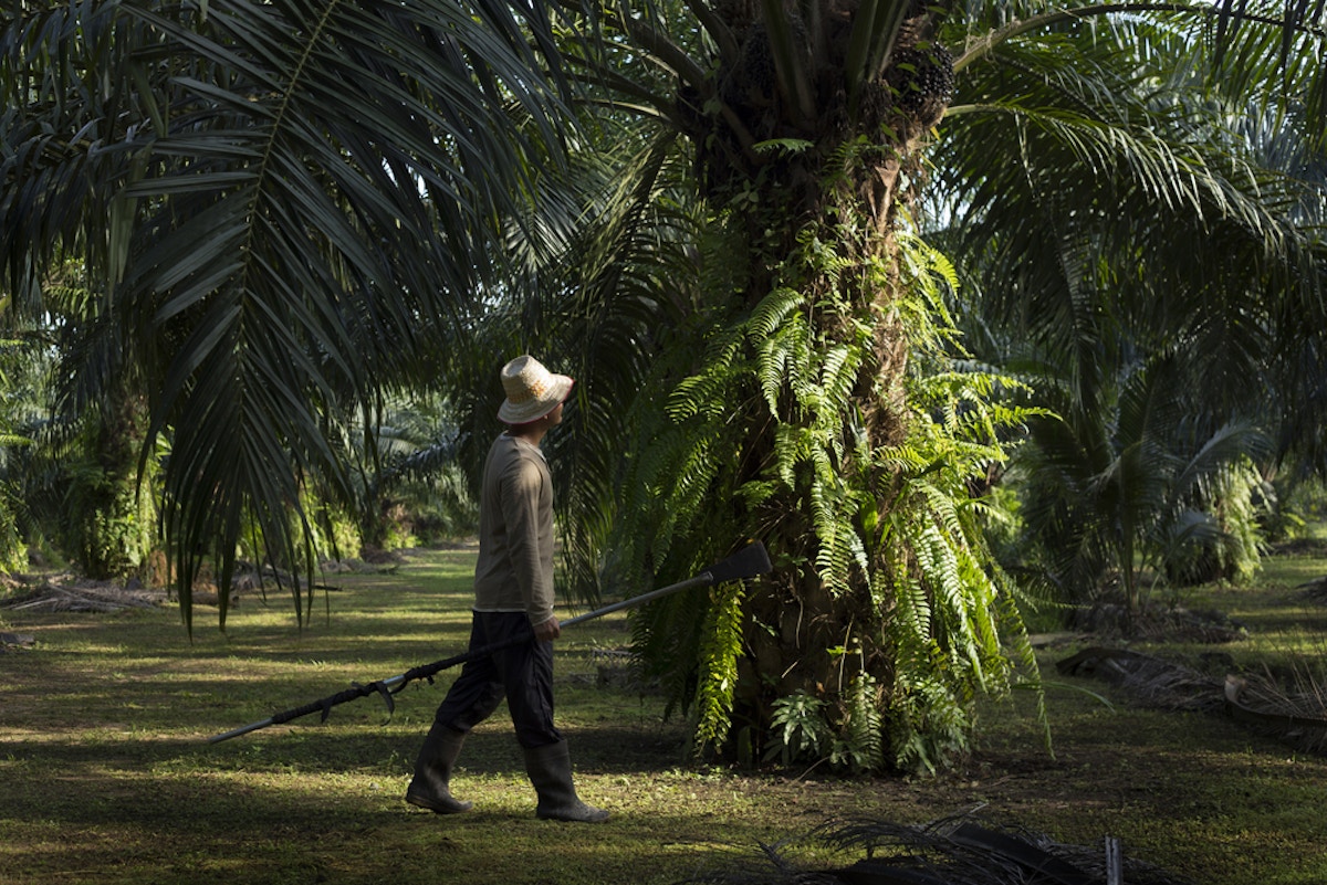 Palm oil s big issue Smallholders News Eco Business Palm oil s big issue Smallholders News Eco Business