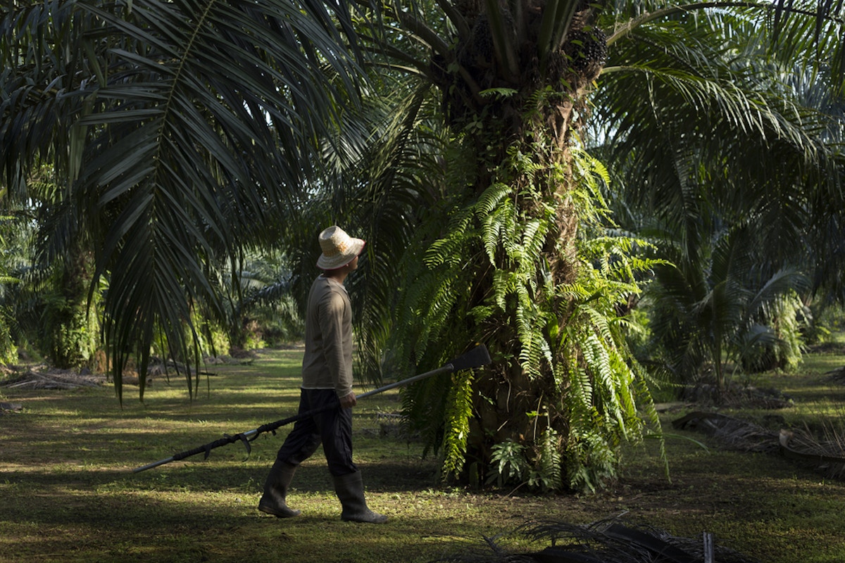  Palm  oil  s big issue  Smallholders News Eco Business 