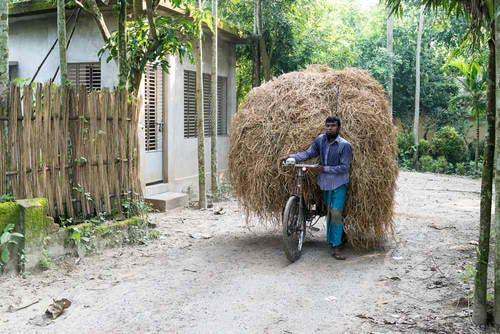 bangladesh farming