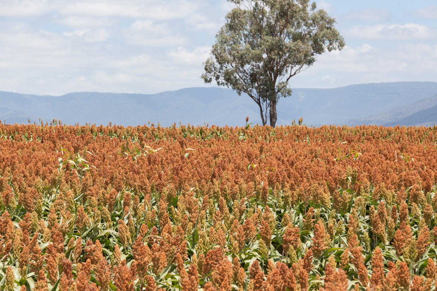 sorghum australia