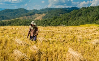 A farmer inspects his field in the Philippines