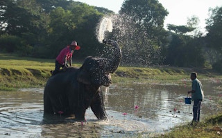 elephant bath mahout