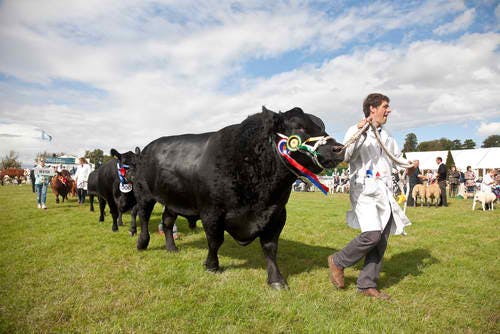 hereford uk cattle