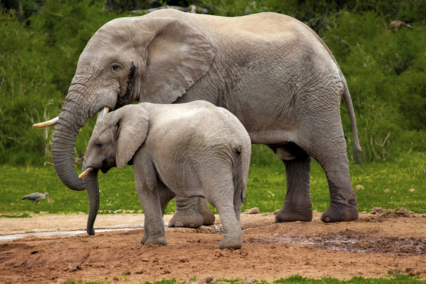 elephant illegal