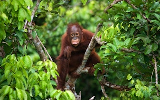 orang utan indonesia rainforest