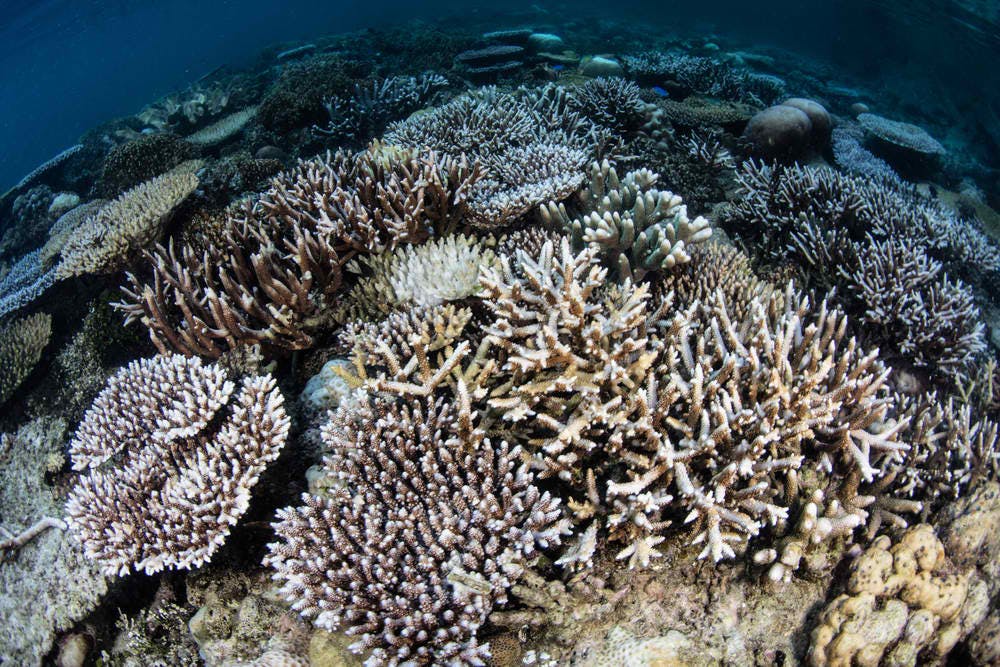coral bleaching raja ampat id