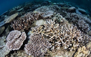 coral bleaching raja ampat id