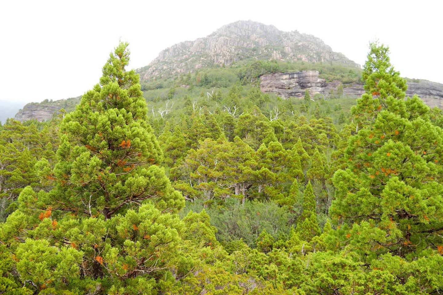 pine forest tasmania