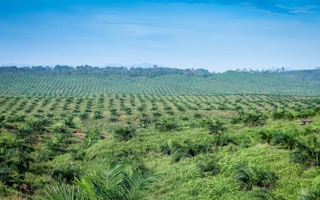 blue sky palm oil