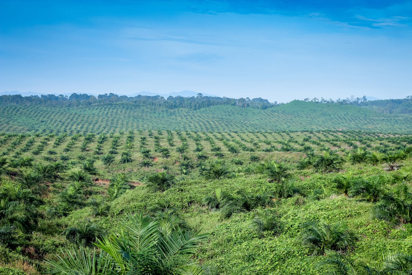blue sky palm oil