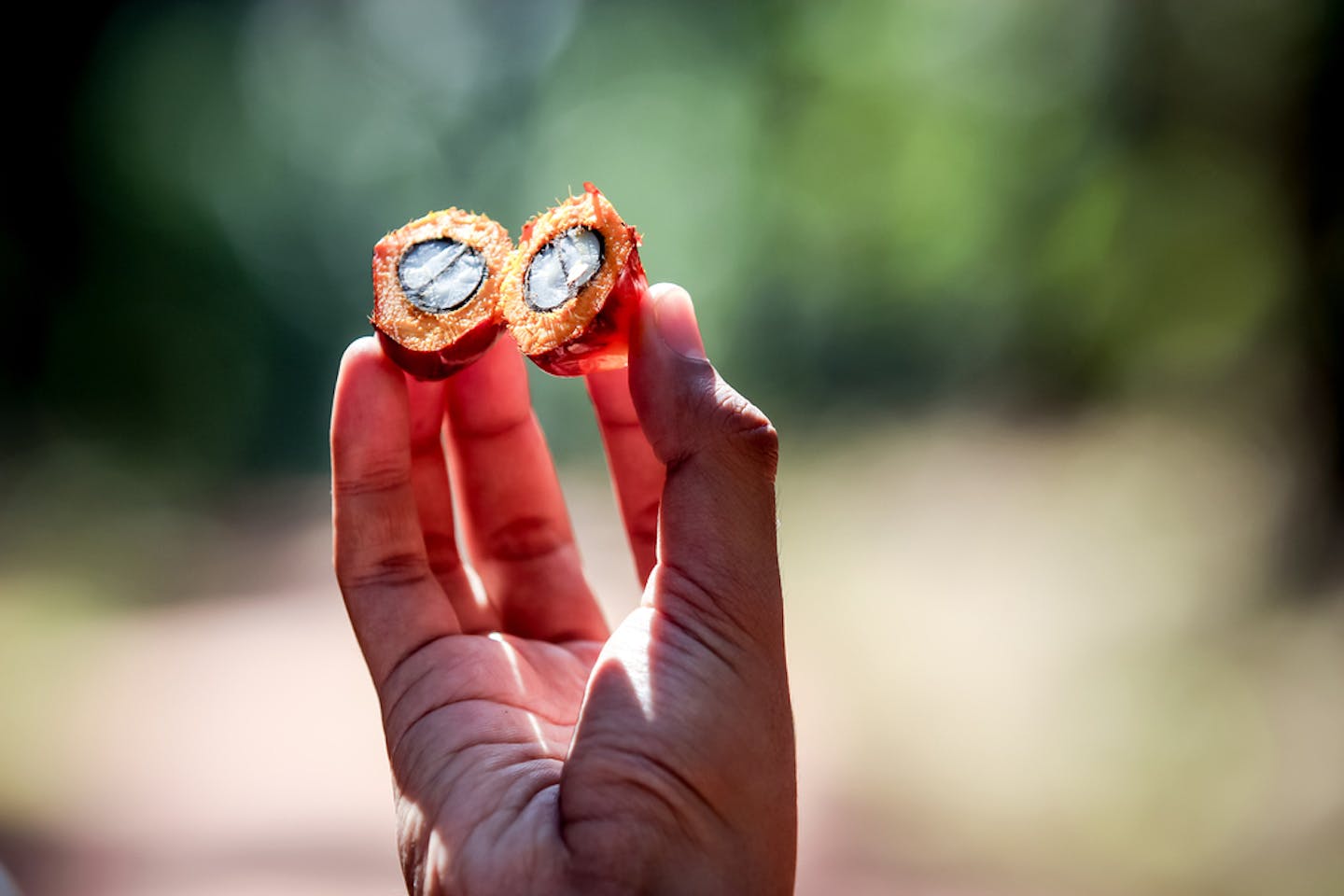 palm oil fruit on hand