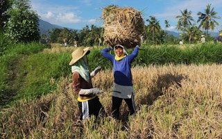 bali rice farmers