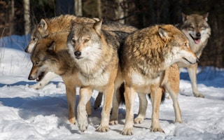 wolves with heads together