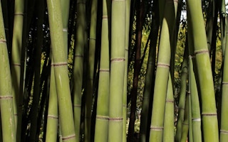 india bamboo