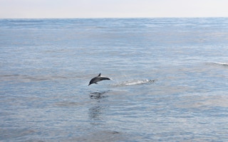 pacific ocean dolphin