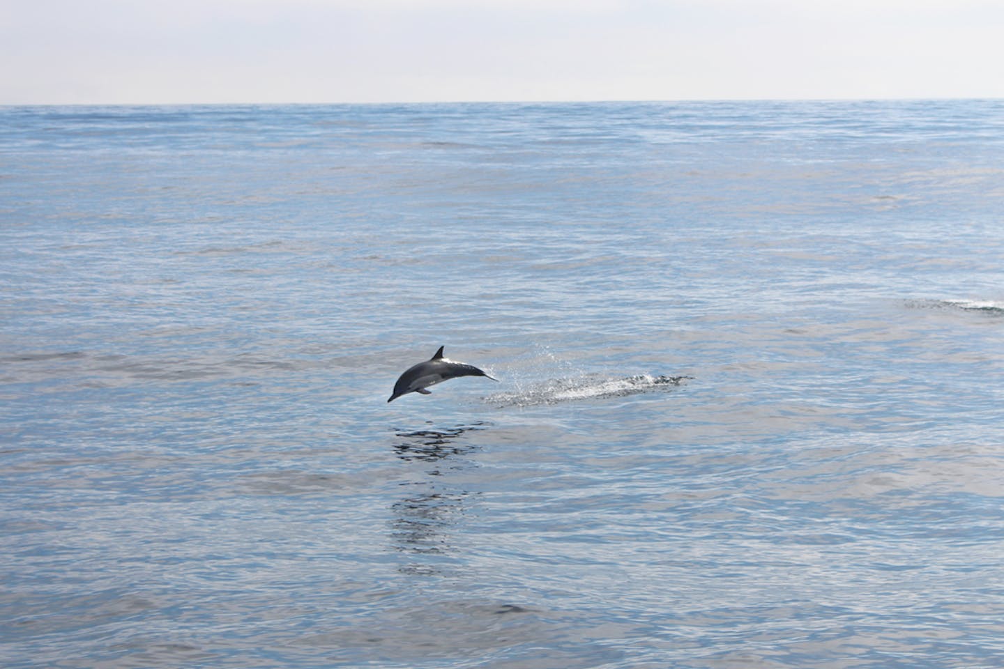 pacific ocean dolphin