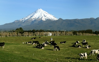 mountain nz cattle