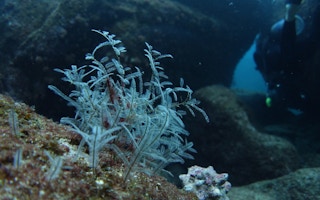 barrier reef bleaching