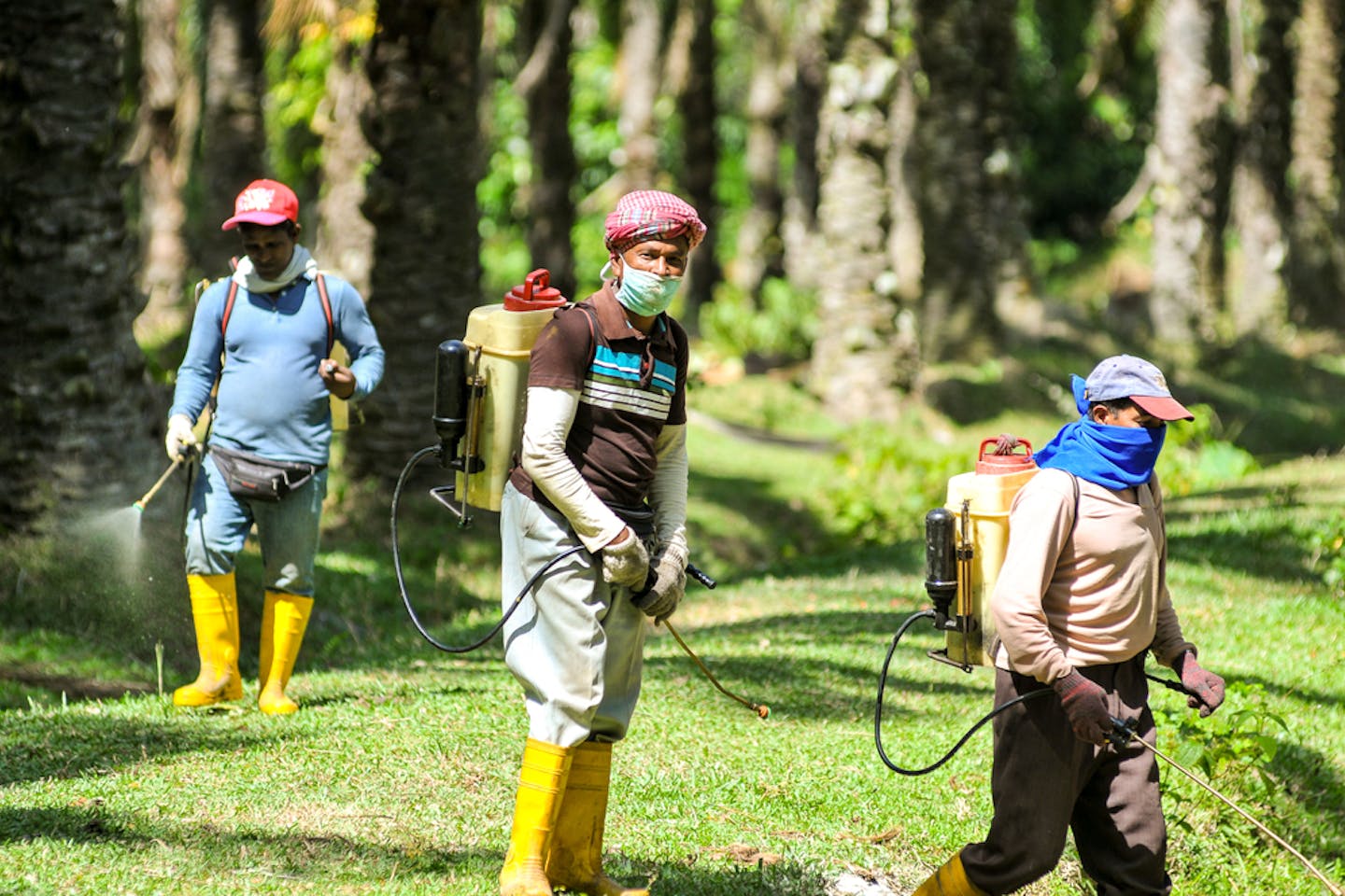 farmers spray pesticide