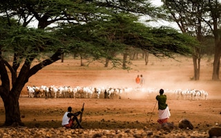 samburu kenya livestock