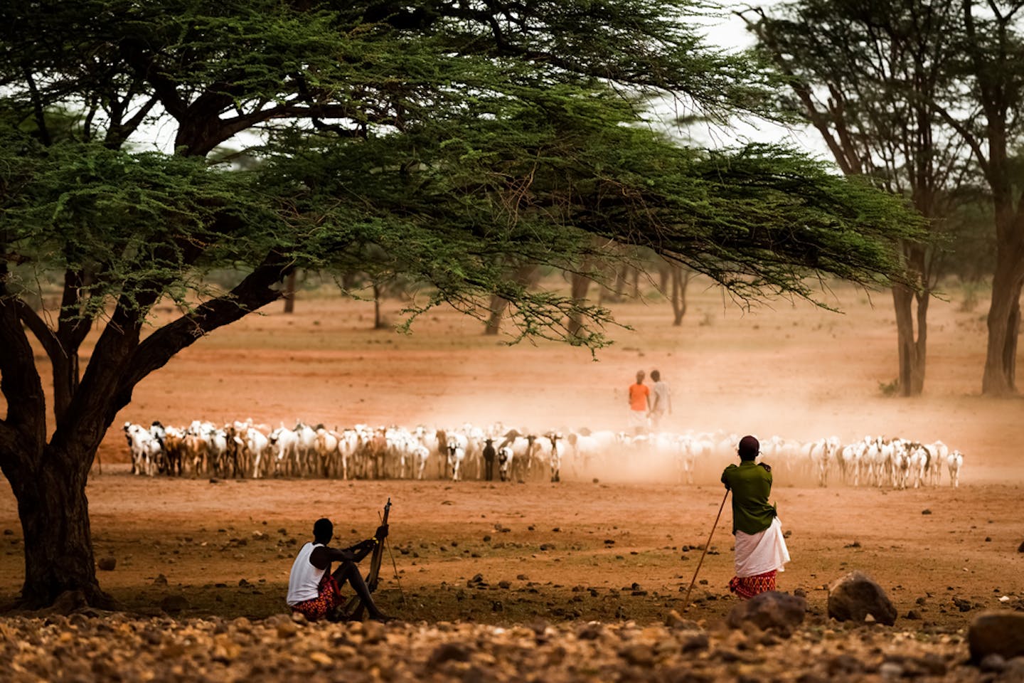 samburu kenya livestock