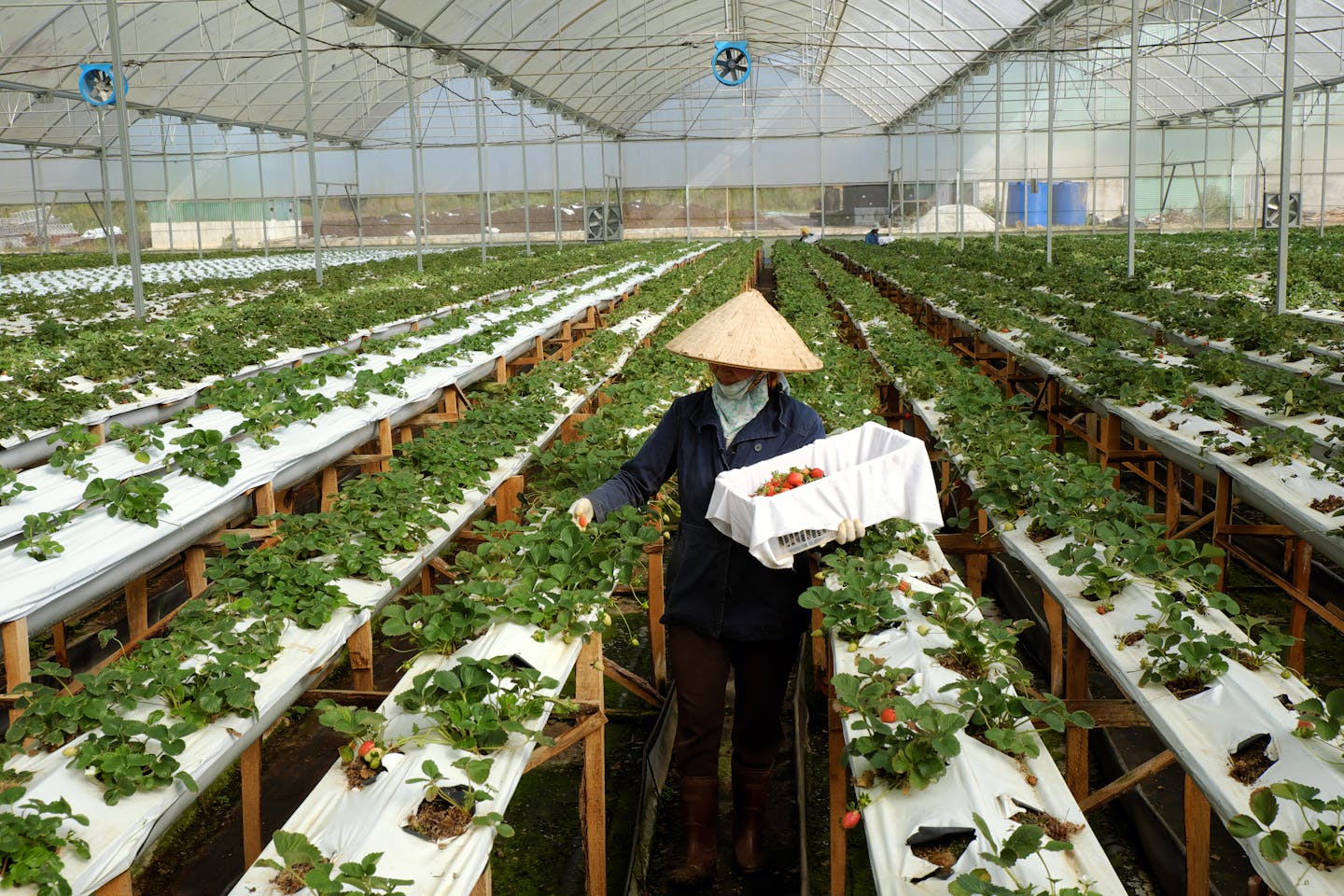 vietnam strawberry farm