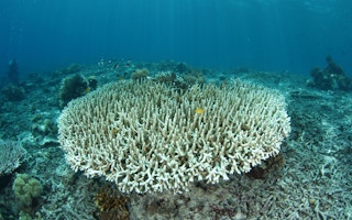 coral reef bleaching 