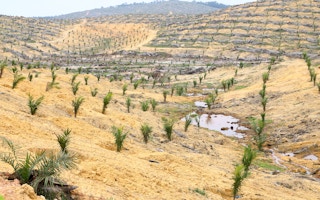 palm oil saplings deforested land