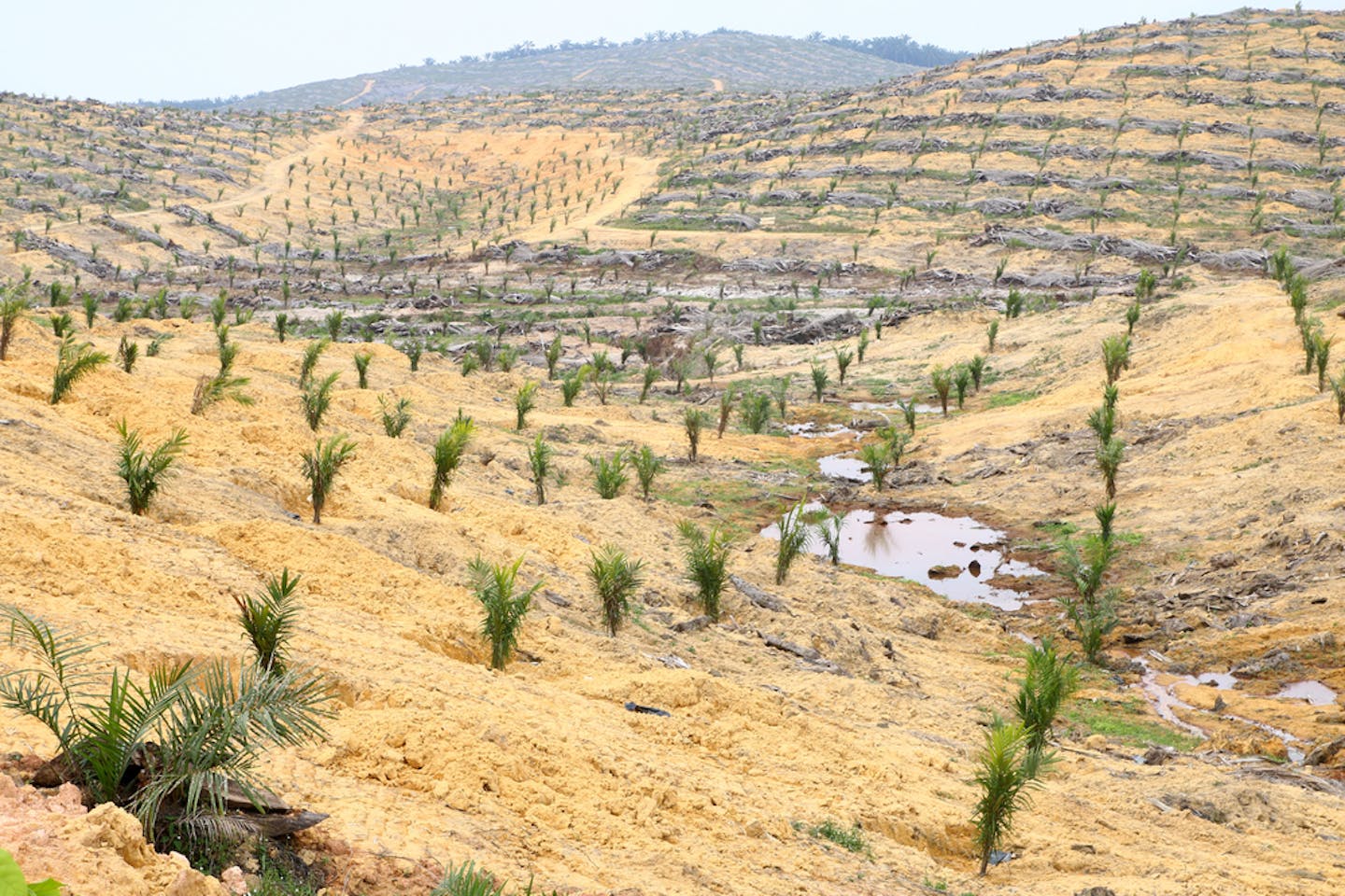 palm oil saplings deforested land