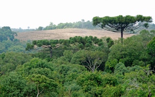 Brazil against deforestation