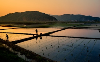 china rice field sunset