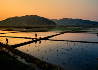 china rice field sunset