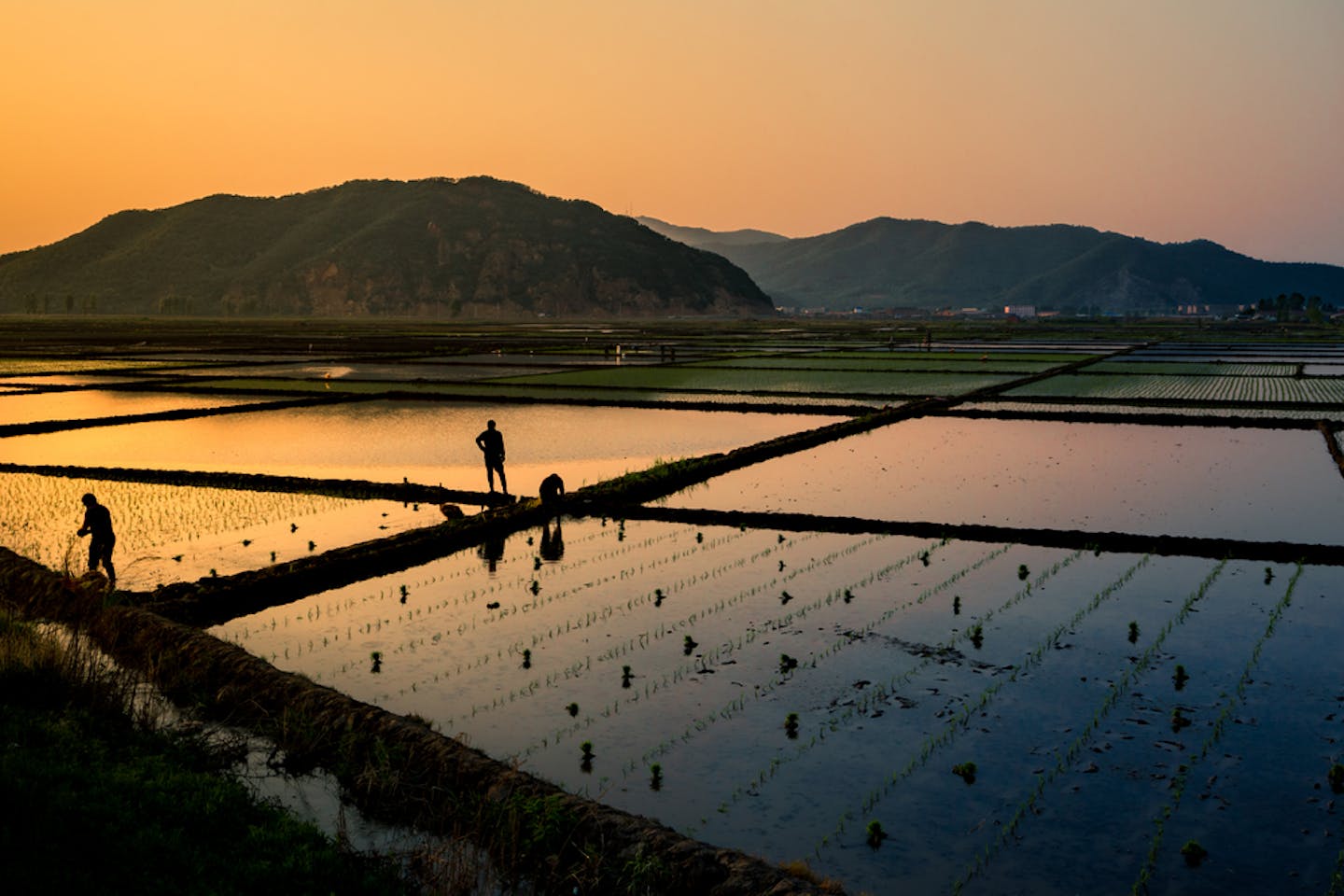 china rice field sunset