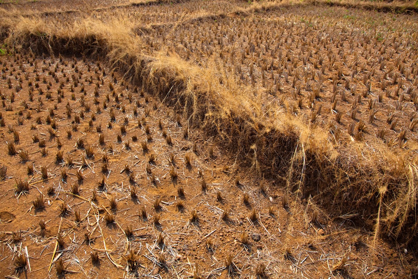 drought india rice field