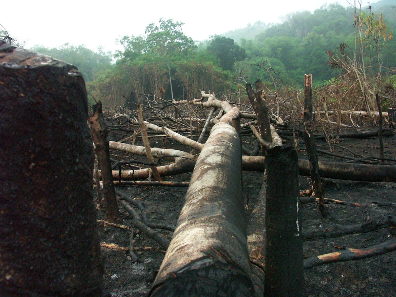 Ending deforestation won't stop carbon emissions from land use change