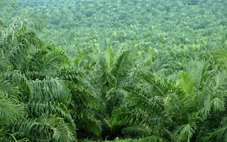 oil palm estate malaysia green
