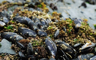 EU shellfish