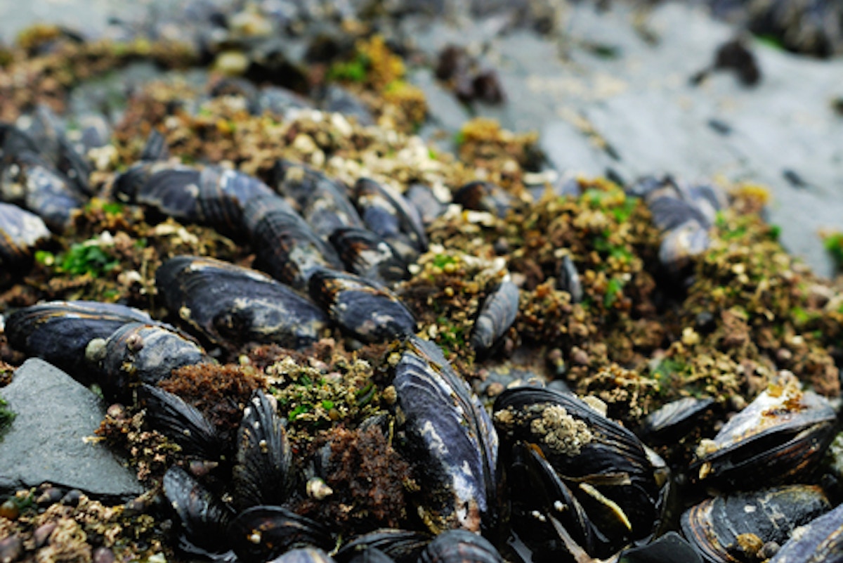 Researchers study shellfish success | News | Eco-Business | Asia Pacific