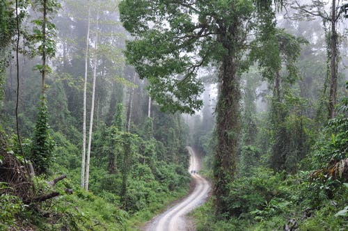 Borneo's mystery trees guzzle carbon | News | Eco-Business | Asia 