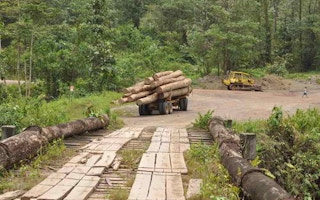deforestation borneo forests