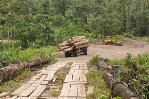 Climate Cranks Up Extinction Threat To Borneo Mammals News Eco   Shutterstock 54257944 Borneo Deforestation 