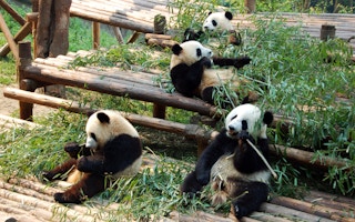 panda forests cn