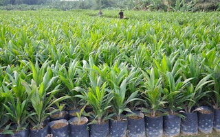 palm oil saplings